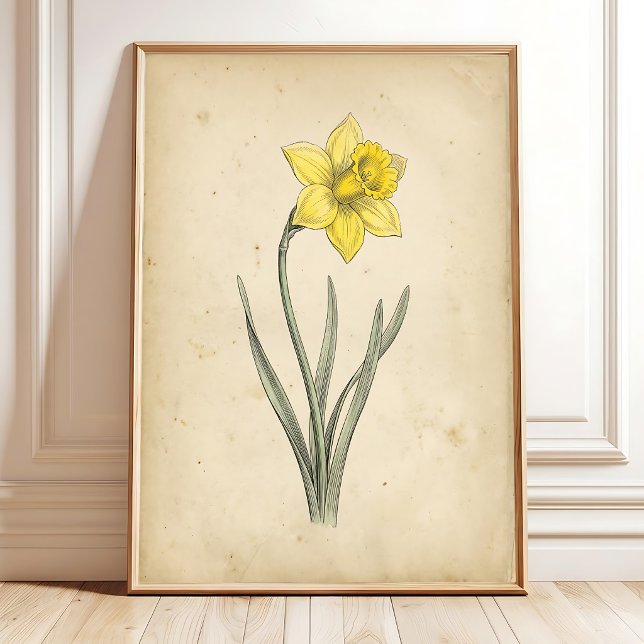 Poster Arte de Parede Antiga Botânica Narciso (Criador carregado)