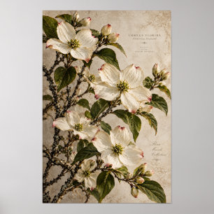 Poster Arte de Parede Botânica Vintage de Flores de Cornu