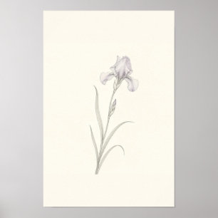 Poster Arte de Parede Botânico Minimalista Esboço de Íris