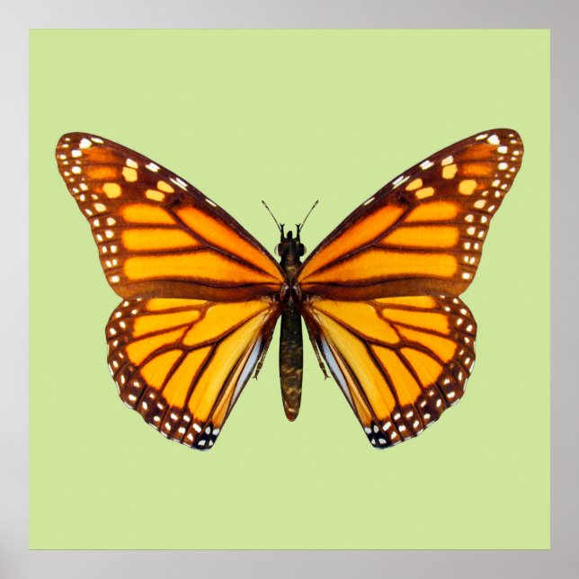 Poster Arte de Parede da Borboleta Monarca da Natureza (Frente)