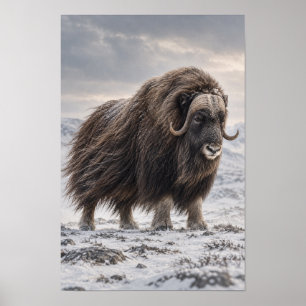 Poster Arte de Parede de Boi-Almiscarado na Tundra Nevada
