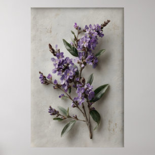 Poster Arte de Parede de Dampiera Imprimível, Flor Antiga