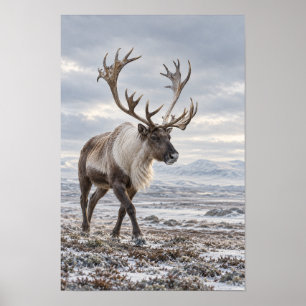 Poster Arte de Parede de Fauna da Tundra Nevada com Touro