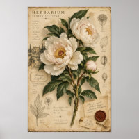 Arte de Parede de Peônia Branca Vintage Herbário B