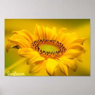 Poster Arte de Parede em Matte de Girassol Amarelo Brilha