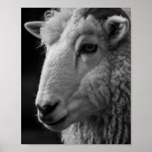 Arte de Parede Estúdio Ovelhas Preto e Branco