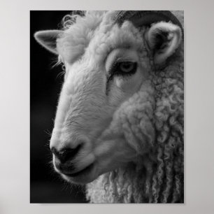 Poster Arte de Parede Estúdio Ovelhas Preto e Branco