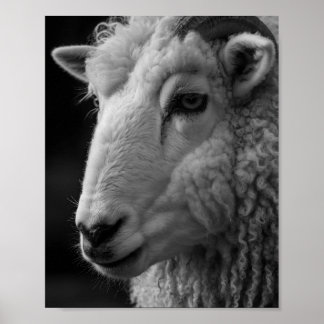 Poster Arte de Parede Estúdio Ovelhas Preto e Branco