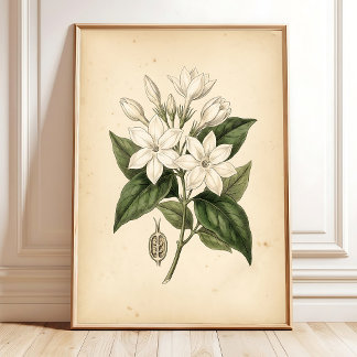 Poster Arte de Parede Flor de Jasmim Vintage Emoldurada