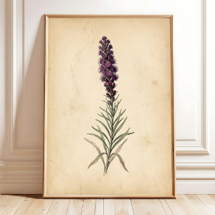 Poster Arte de Parede Flor Estrela Flamejante Vintage