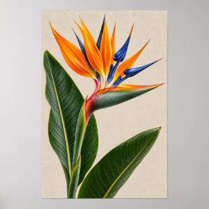 Poster Arte de Parede Floral Elegante Vintage Ave do Para