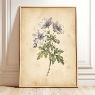 Poster Arte de Parede Floral Vintage Windflower Emoldurad