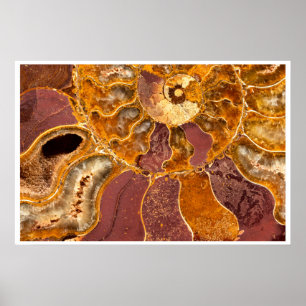Poster Arte de Parede Fóssil de Ammonite   Abstrato em To