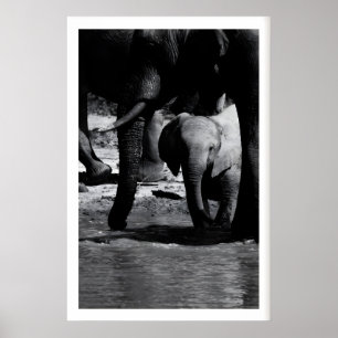 Poster Arte de Parede Impressa Elefante Filhote na Água