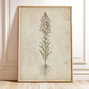 Poster Arte de Parede Vintage Linaria Bloom