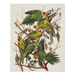 Pôster Arte de Pássaro do Periquito-da-Carolina Audubon V