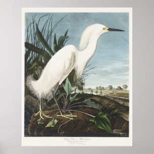Poster Arte de Pássaro Garça Branca Audubon Vintage