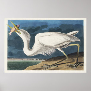 Poster Arte de Pássaro Garça Branca Vintage Audubon