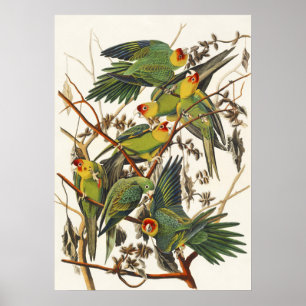 Poster Arte de Pássaro Periquito-da-Carolina Audubon Vint