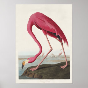 Poster Arte de Pássaro Rosa Flamingo Americano Audubon Vi