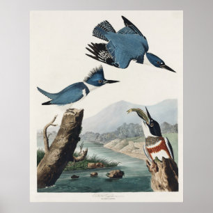 Poster Arte de Pássaro Vintage Audubon Belted Kingfisher
