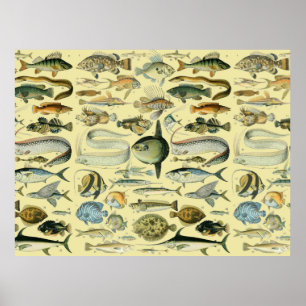 Poster Arte de pesca científica de peixes vintage