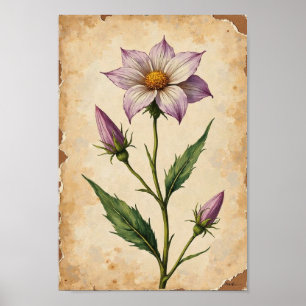 Poster Arte de Placa Botânica de Flor Silvestre Vintage