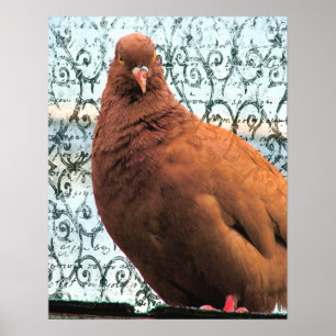 Pôster Arte de Pombo