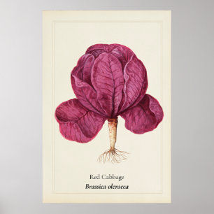 Poster Arte de Repolho Vermelho Antigo Ilustração Botânic