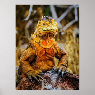Poster Arte de Réptil Iguana