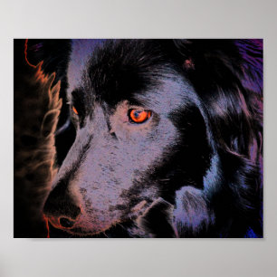 Poster Arte de Rosto Collie de Borda Negra