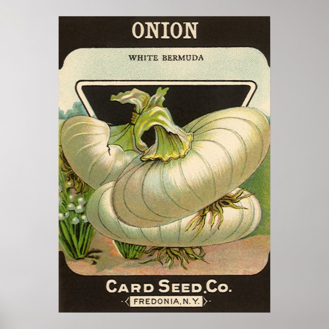 Poster Arte de rótulo de pacote de sementes vintage Cebol (Frente)
