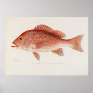 Poster Arte de safra de peixe-gato vermelho