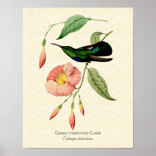 Poster Arte de Vintage de Hummingbird Trocado Verde