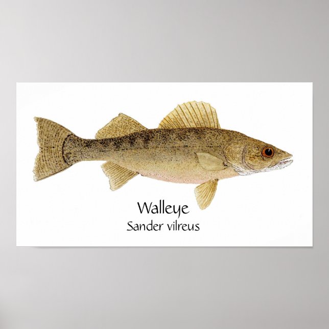 Poster Arte de Walleye (Frente)