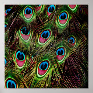Poster arte deco tee green turquoise paciock feather
