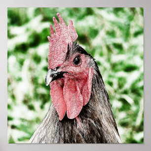 Poster Arte Digital de Rooster Azul