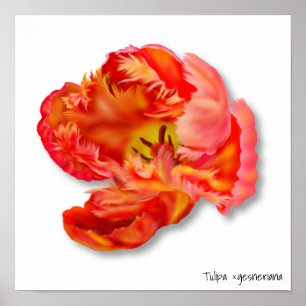 Poster Arte Digital Flaming Orange Parrot Tulip