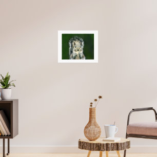 Poster Arte divertida de perto deste esquilo fofo no quin
