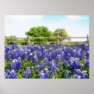 Poster Arte do Campo das Flores do bonito Texas Bluebonne