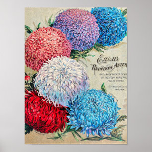 Poster Arte do Catálogo de Sementes do Rainbow Asters Vi