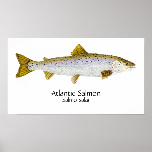 Poster Arte do Salmão Atlântico (Frente)
