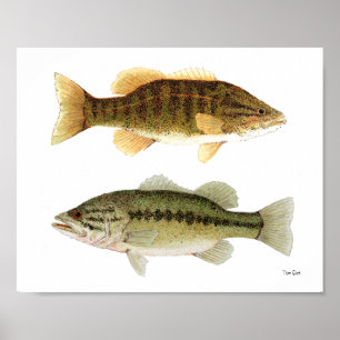 Poster Arte do Smallmouth baixo & do baixo Largemouth