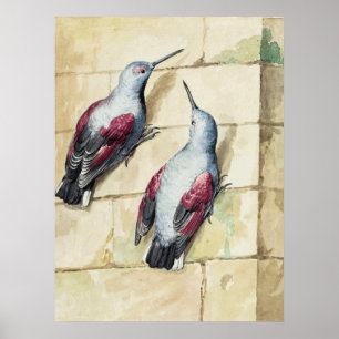 Poster Arte em Aquarela de Pássaro Vermelho e Cinza Antig