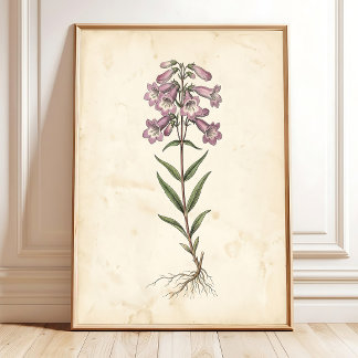 Poster Arte em Tela de Fazenda Botânica Penstemon
