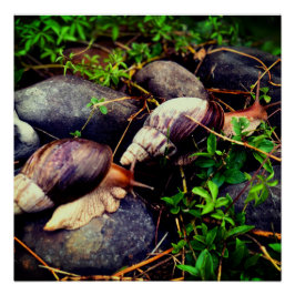 Pôster Arte enquadrada por caracóis terrestres gigantes a