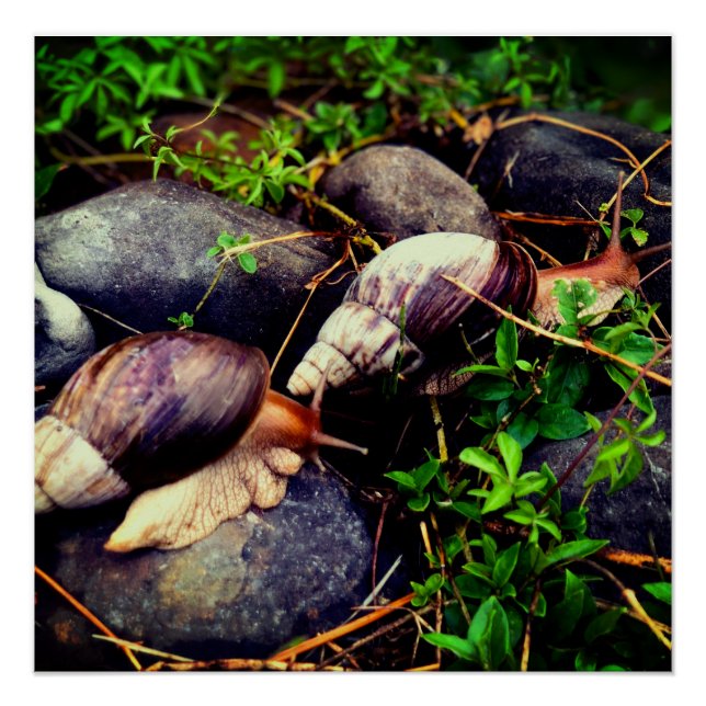 Pôster Arte enquadrada por caracóis terrestres gigantes a (Frente)