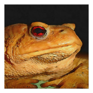 Pôster Arte-Esquema Europeia Comum Bufo Bufo Bufo