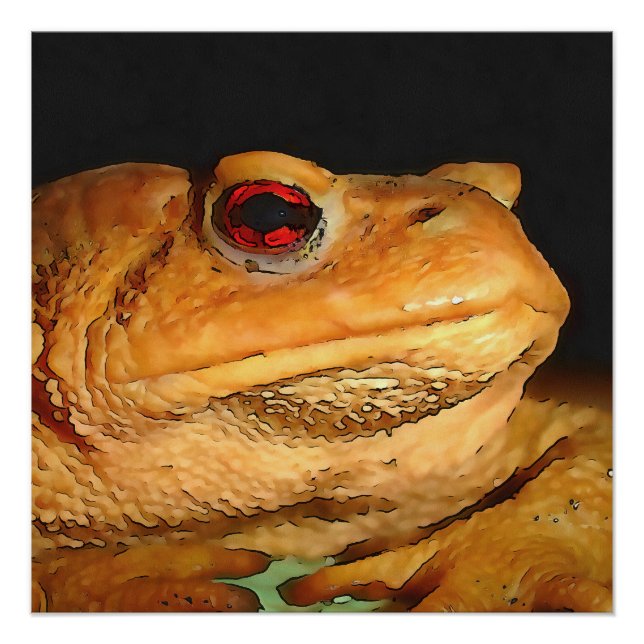 Pôster Arte-Esquema Europeia Comum Bufo Bufo Bufo (Frente)