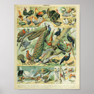 Poster Arte Faunístico Vintage de Pavão e Faisão